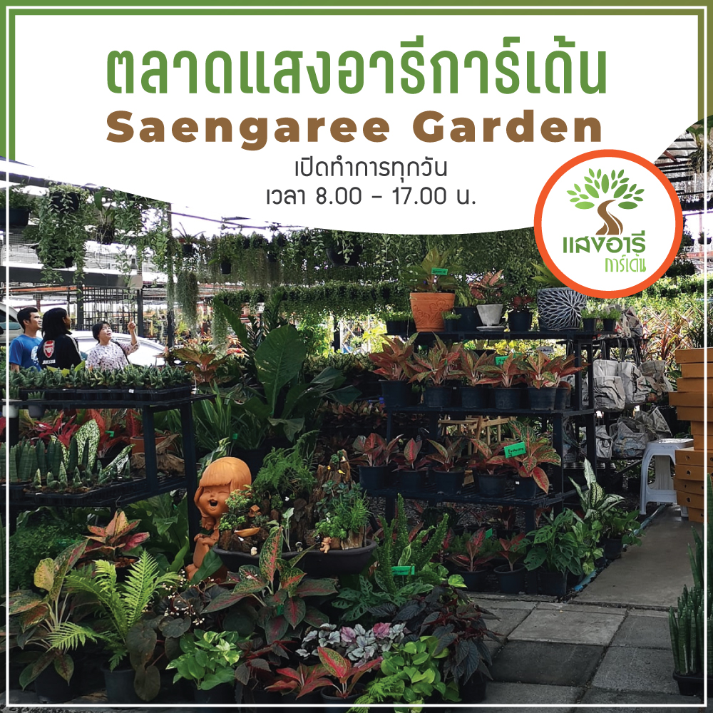 ตลาดแสงอารีการ์เด้น Saengaree Garden เช่าตลาด